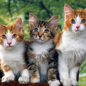 Cats Wallpapers icon