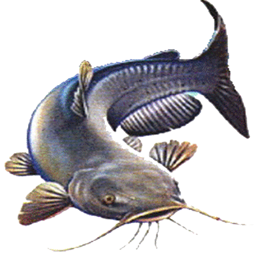 Catfish Farming icon