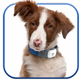 Dog Licks Screen Video LWP icon