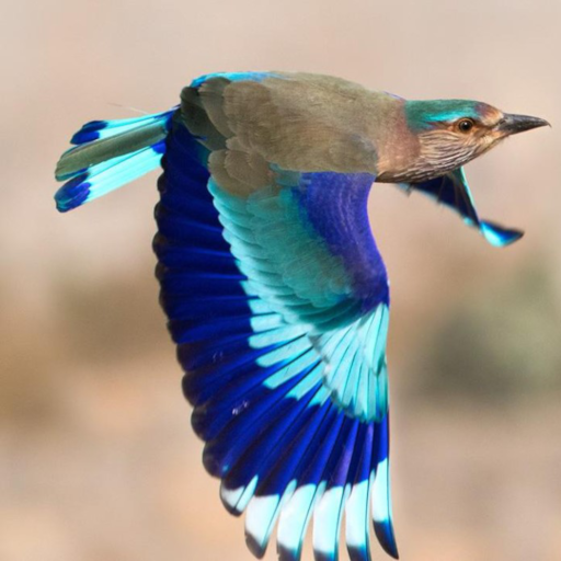 The World of Birds icon