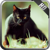 Black Cat Wallpaper icon