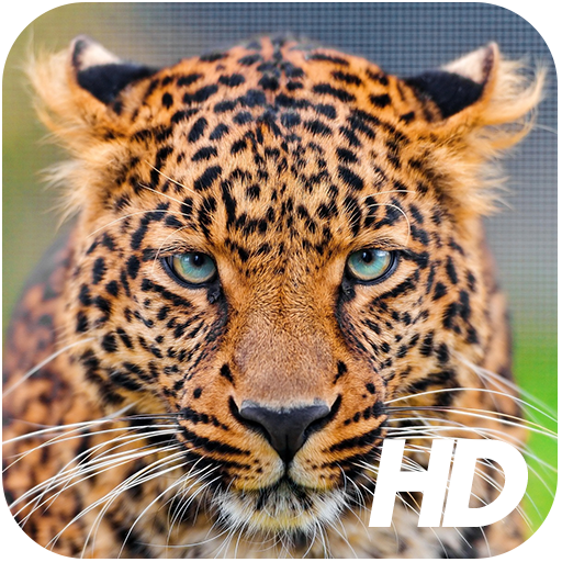 Leopard Wallpaper أيقونة