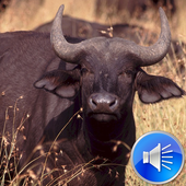 Buffalo Sounds Ringtones icon