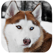 Husky Dog Wallpapers HD иконка