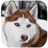 Husky Dog Wallpapers HD