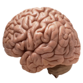 brain anatomy tutor icon