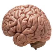 brain anatomy tutor on 9Apps