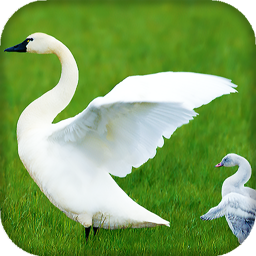 Swan Live Wallpaper : 7fon &amp; LWP icon