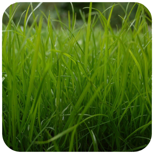 HD Grass Wallpaper icon