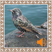 Starling Birds Sounds icon