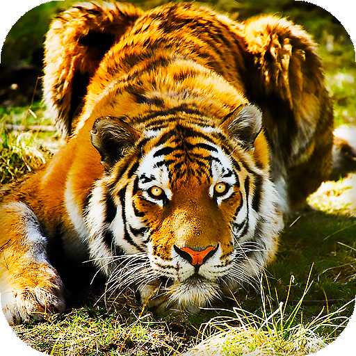 Tiger Live Wallpaper icon