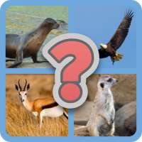 What Animal Am I