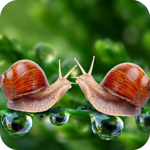 Snail Wallpaper Full HD icon