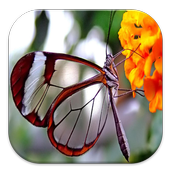 ikon Tema Transparan Android