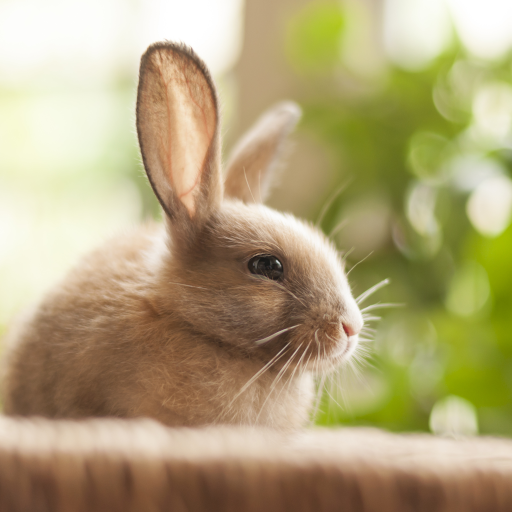 Симпатичные Звери Живые Обои иконка