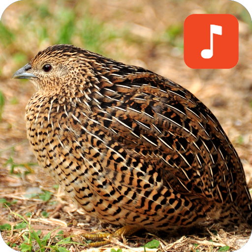 Brown Quail Bird Sounds icon