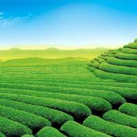 Garden Wallpapers HD on 9Apps