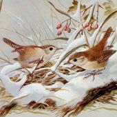 Don Wren Wallpapers icon