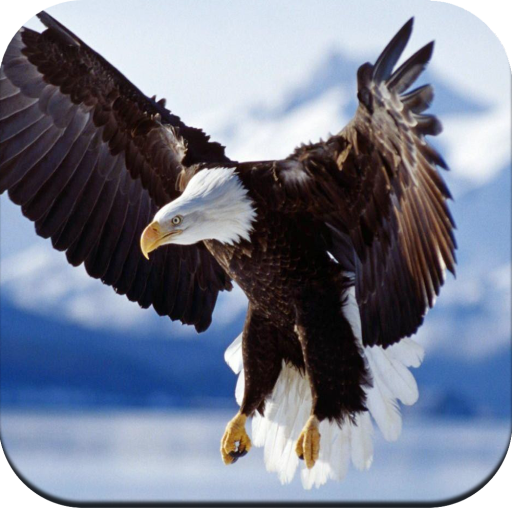 Eagle Wallpaper HD icon