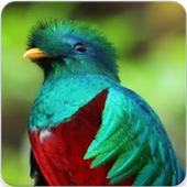 Quetzal Bird Call : Quetzal Call &amp; Quetzal Sounds icon