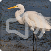 Heron Bird Call Sounds Ringtone icon