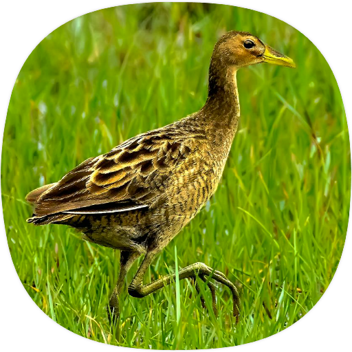 Watercock Sounds icon