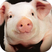 Pig Sounds Lite icon
