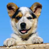 おかしい犬のジグソーパズル icon