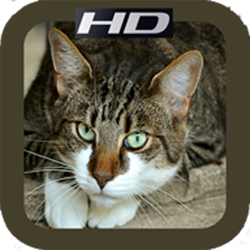 HD Cat Mobile Wallpapers icon