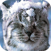 Cat Live Wallpaper icon