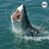 Shark Wallpaper 3D icon