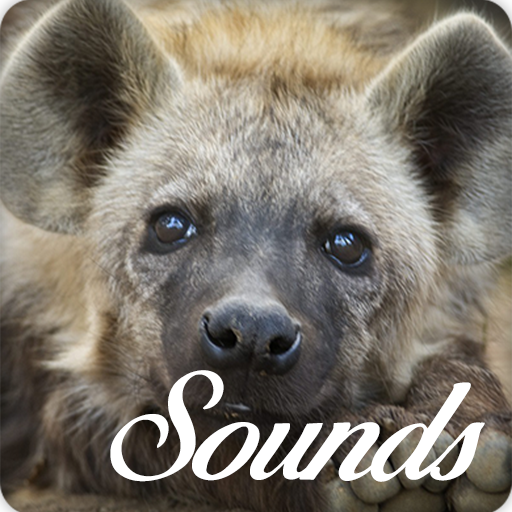 Hyena Sounds and Ringtone Audio icon