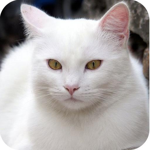 صور واتس اب وتويتر متجددة icon