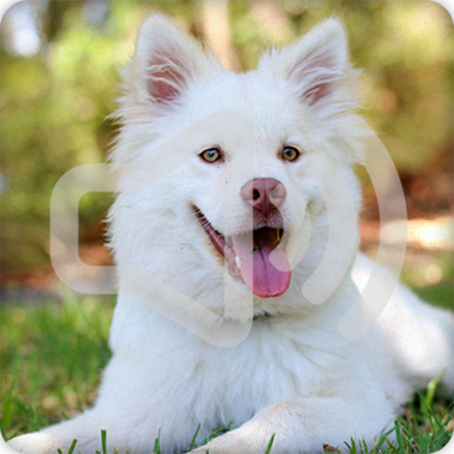 Dog Barking Sounds Ringtone icon