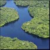 Amazon Rainforest wallpaper icon