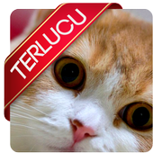 Top Cat Videos icon