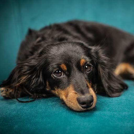 Dog Sounds - Ringtone,Alarm &amp; Notification Sound icon