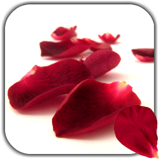 Petals 4K Video Live Wallpaper icon