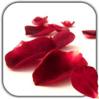 Petals 4K Video Live Wallpaper on 9Apps