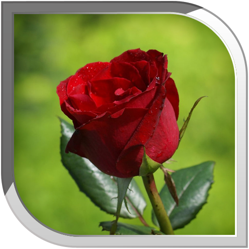 Rose Live Wallpaper icon