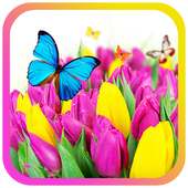 Tulips Flowers fild LWP on 9Apps