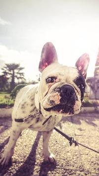 Funny Dog ScreenLock screenshot 4