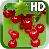 Berry Live Wallpaper icon