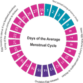 Ovulation Calculator and  App icon