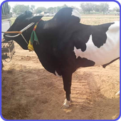 Daanda Ne Jalsy icon