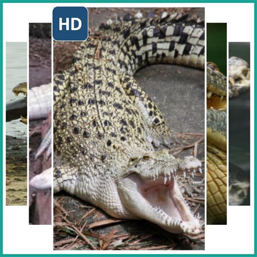 Crocodile Animal Wallpaper иконка