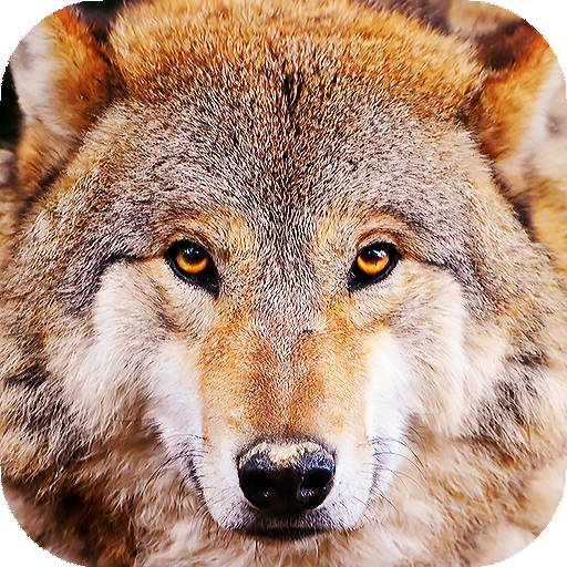 Wolf Wallpapers: backgrounds hd icon