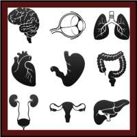 Human Anatomy: Body Parts Guide on 9Apps