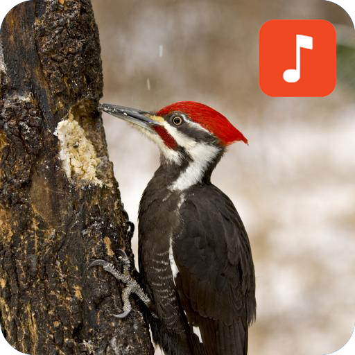Woodpecker Bird Sounds icon