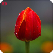 Tulips Flowers HD Wallpaper - Free Offline icon